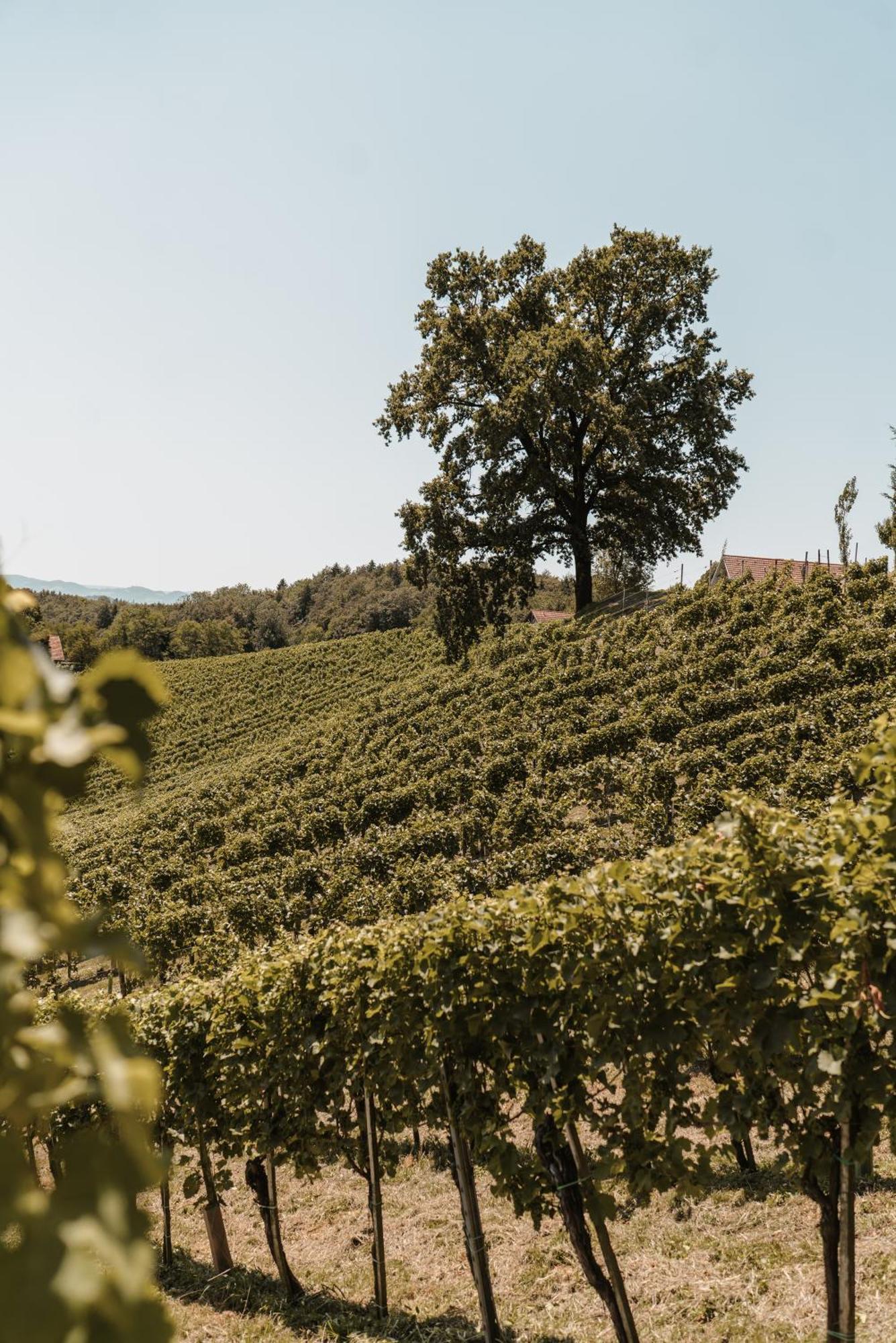 Villa Weingut Assigal Leibnitz Exterior foto